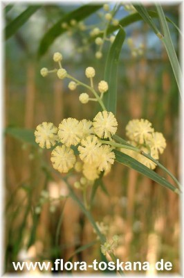 acacia_retinodes_3.jpg