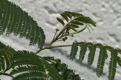schlafi blütenknospen 1.JPG