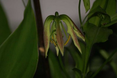 gloriosa 1.JPG
