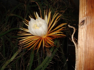 DSC09375.JPG