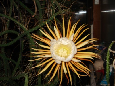 DSC09373.JPG