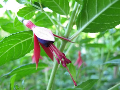 winterharte Fuchsienblüte.JPG