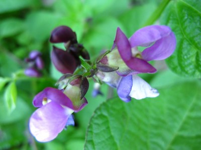 Bohnenblüte.JPG