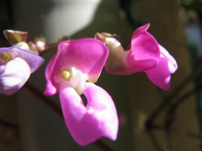 Blüte der Stangenbohne.JPG