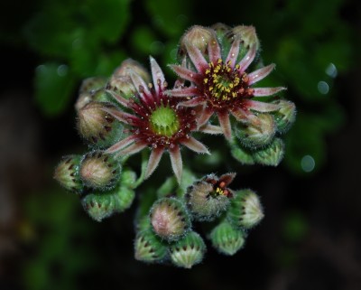 Sempervivum.jpg