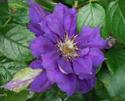Clematis_MultiBlue.jpg
