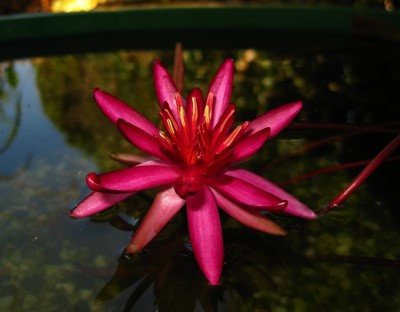 hidden-violett03.jpg