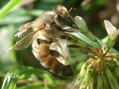 biene.JPG