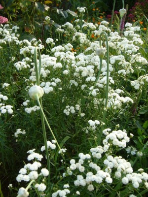 AchilleaKnoblauch.jpg
