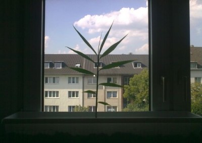 Ginger_ Blumenkasten.jpg