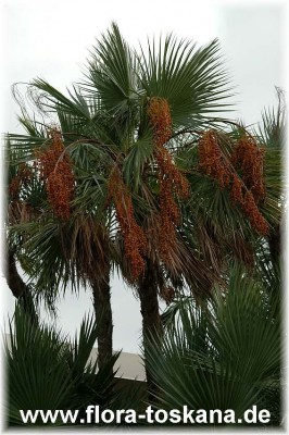 acoelorrhaphe_wrightii_7.jpg