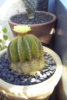 2010-07-11 - Balkon 012.jpg
