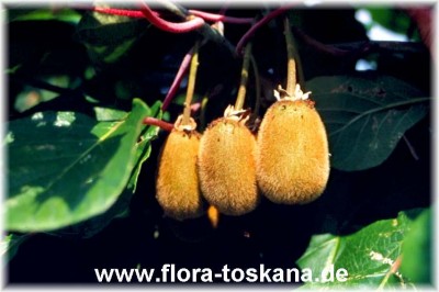 actinidia_arguta_2-kiwi.jpg