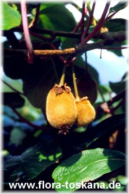 actinidia_arguta-kiwi.jpg