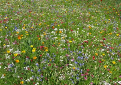 Mössinger Blumenwiese.JPG