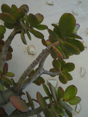 Mallorca Pflanze 3 2010.jpg