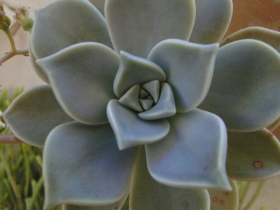 Mallorca Pflanze 2 2010.jpg