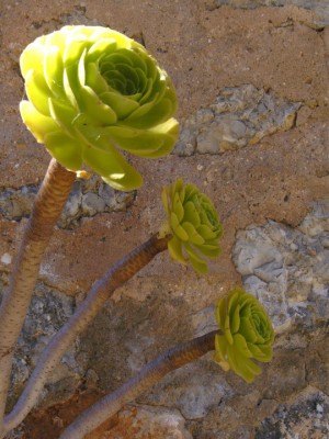 Mallorca Pflanze 2010.jpg