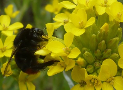 Hummel im botanischen Garten.jpg