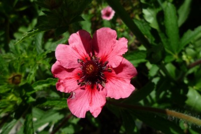 Potentilla nepalensis.JPG