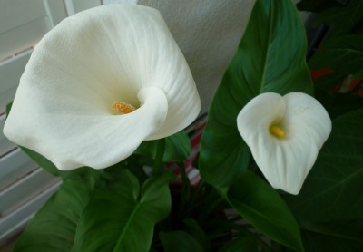 Calla Blüten.JPG