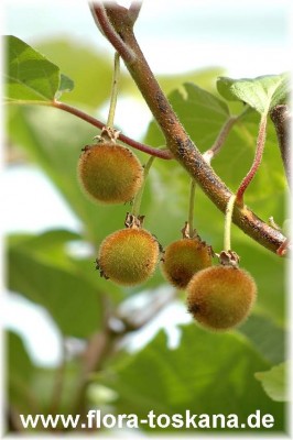 actinidia_jenny-kiwi.jpg