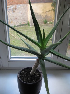 Aloe 002.jpg