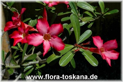 adenium_obesum_3.jpg