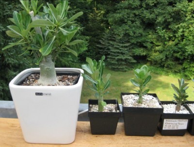 Wüsti vom 12.07.10, Bild 2.JPG