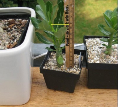 Wüsti vom 12.07.10.JPG