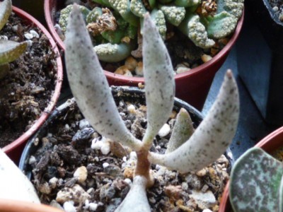 P1050421.JPG