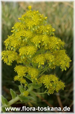 aeonium_arboreum_3-bluete.jpg