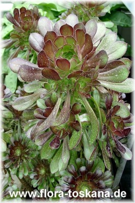 aeonium_arboreum_purpureum.jpg