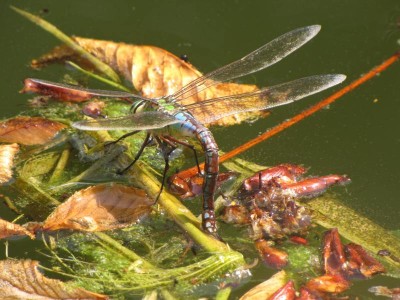 Anax imperator.JPG