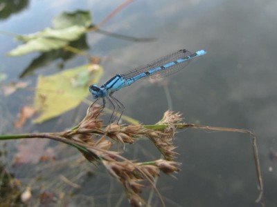 Gemeine Becherjungfer -Enallagma cyathigerum.JPG