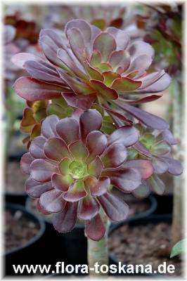 aeonium_arboreum_atropurpureum_2.jpg