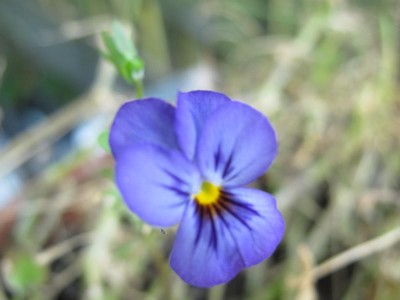 das letzte Hornveilchen.JPG