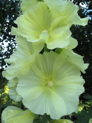 weiße Stockmalve.JPG