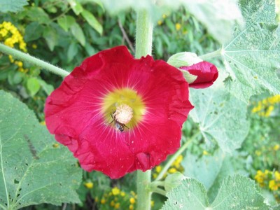 Stockmalve mit Biene.JPG