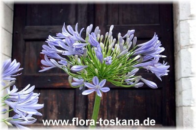 agapanthus_blau_2.jpg