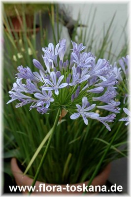 agapanthus_blau_11.jpg