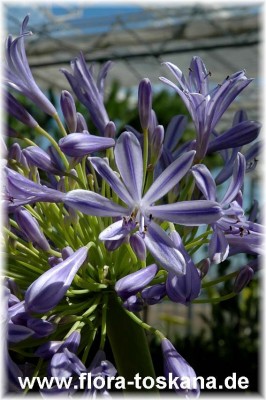 agapanthus_blau.jpg