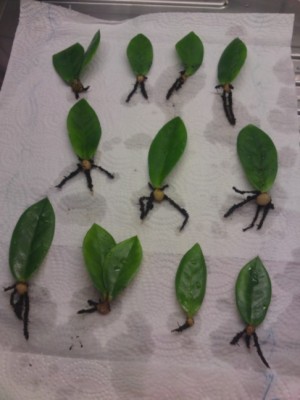 Zamioculcas.jpg