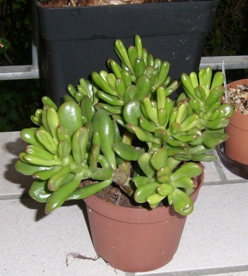 neue Crassula 2..JPG