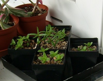 Crassula-Babies.JPG