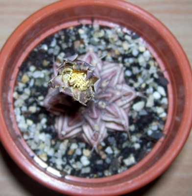 Gymnocalycium mihanovichii 15.jpg