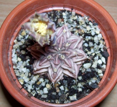 Gymnocalycium mihanovichii 13.jpg