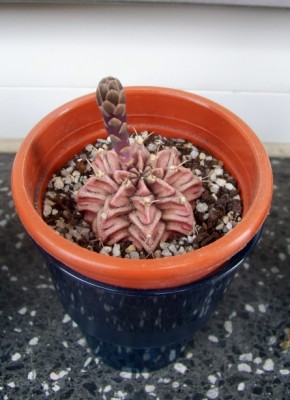 Gymnocalycium mihanovichii 8.jpg