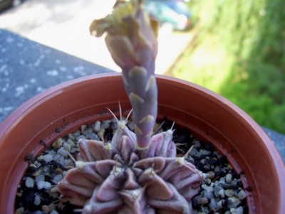 Gymnocalycium mihanovichii 20.jpg