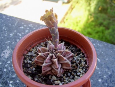 Gymnocalycium mihanovichii 18.jpg